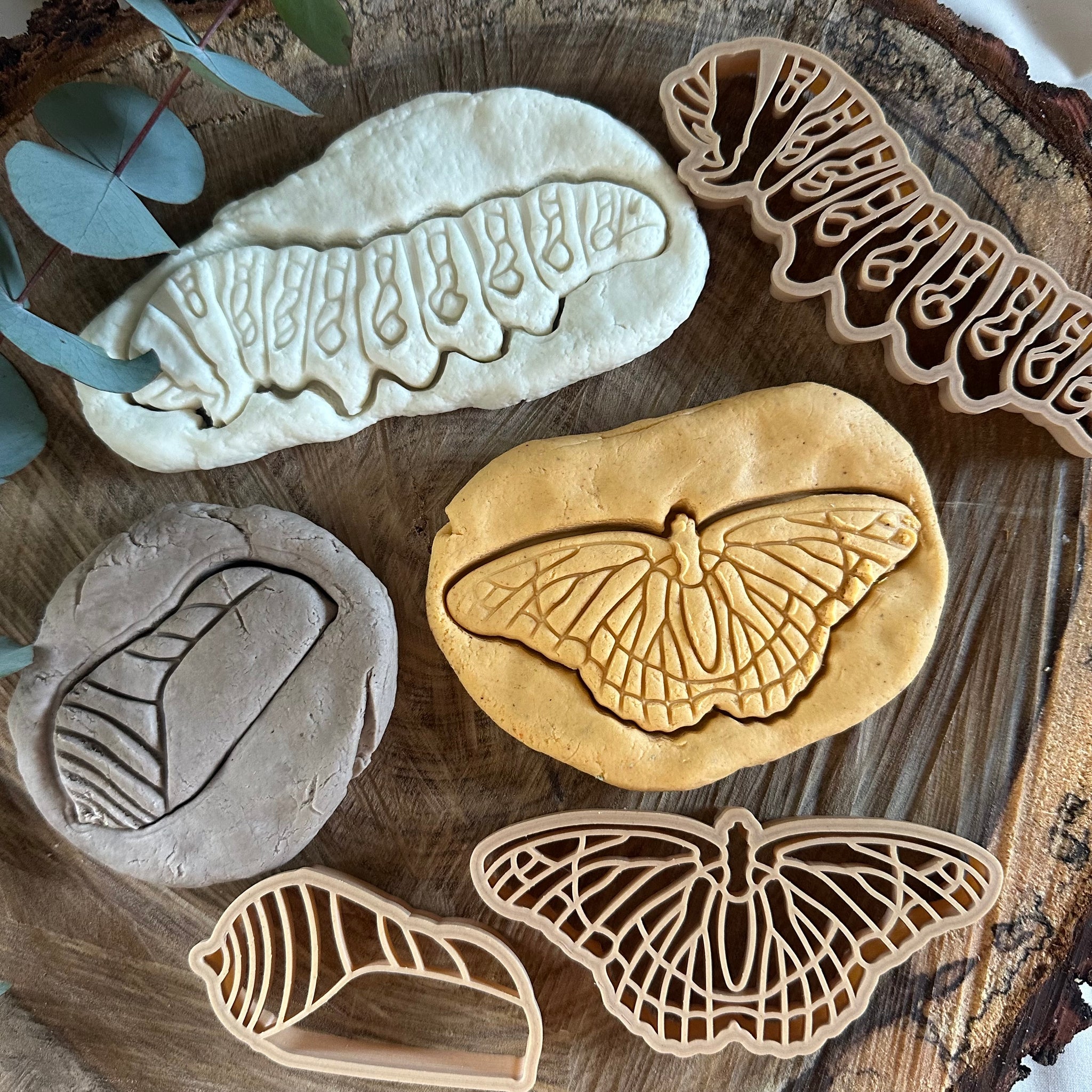 Monarch Butterfly Lifecycle Eco Cutter Set